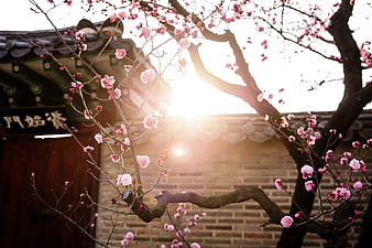 Pink plum blossoms blooming in front of traditional Korean palace gate