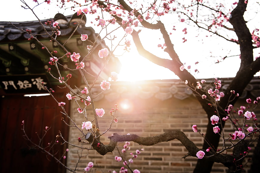 Pink plum blossoms blooming in front of traditional Korean palace gate