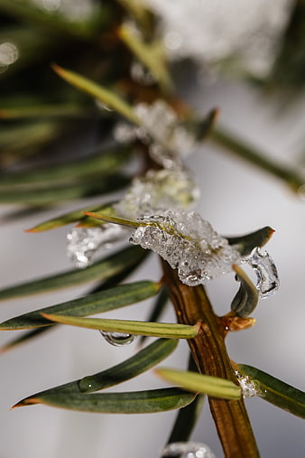 Close-up of frost-covered pine branch in winter