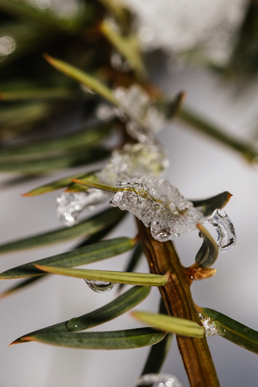 Close-up of frost-covered pine branch in winter
