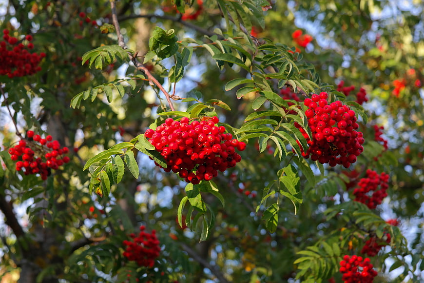 Vibrant red rowan berries hanging on a tree branch