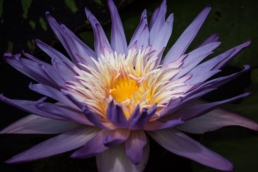 Close-up of a vibrant purple water lily with yellow center