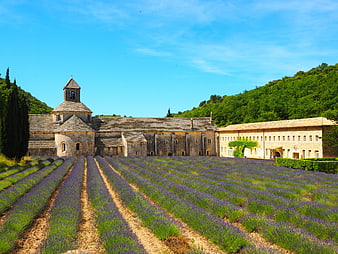 Lavender Field Rows Leading to Historic Abbey in Provence