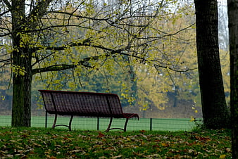 Empty park bench in autumn with yellow leaves