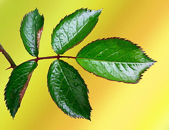 Green Rose Leaf with Water Droplets on Yellow Background