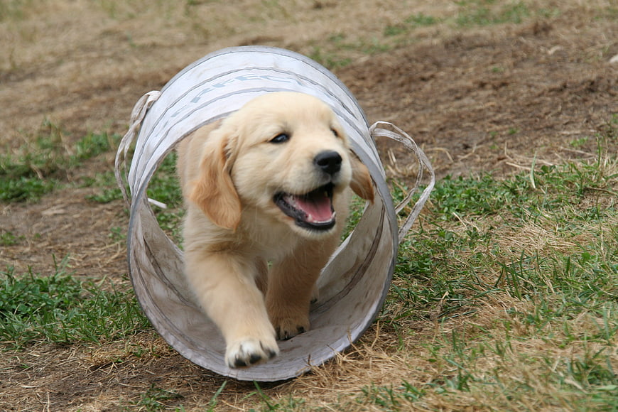 Golden Retriever Puppy Crawling Through Fabric Agility Tunnel