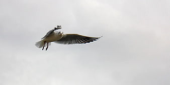 Seagull Flying Against Overcast Sky