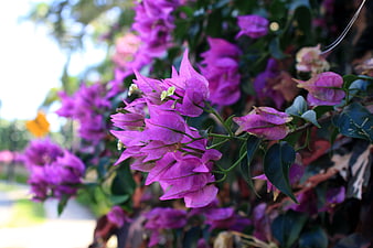 Vibrant Purple Bougainvillea Flowers in Natural Outdoor Setting