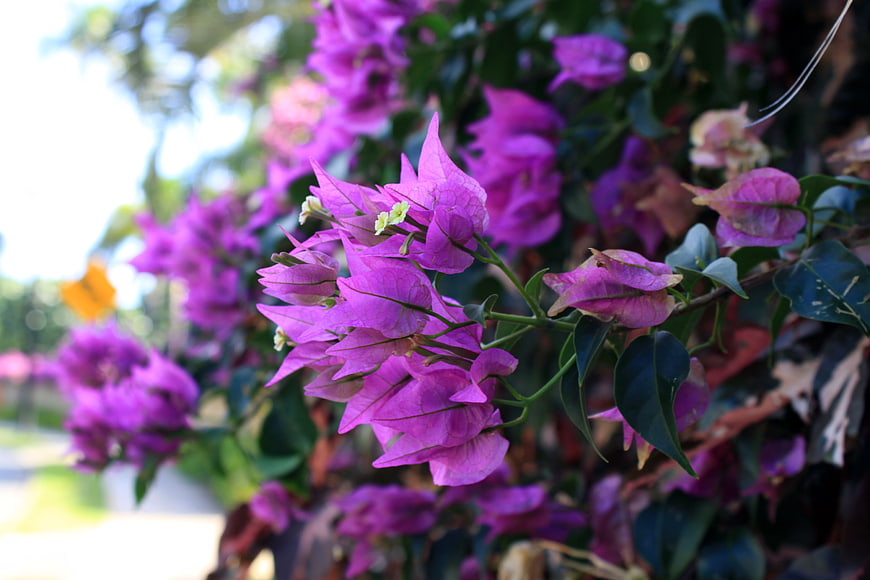 Vibrant Purple Bougainvillea Flowers in Natural Outdoor Setting