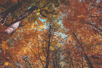 Low Angle View of Vibrant Autumn Trees Against Blue Sky