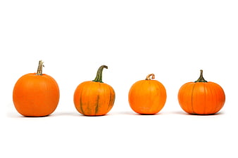 Four small orange pumpkins on white background