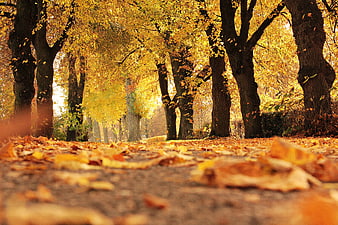 Low Angle View of Autumn Path with Falling Leaves
