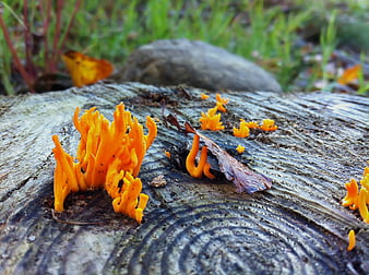 Bright Orange Coral Fungi Growing on Weathered Tree Stump