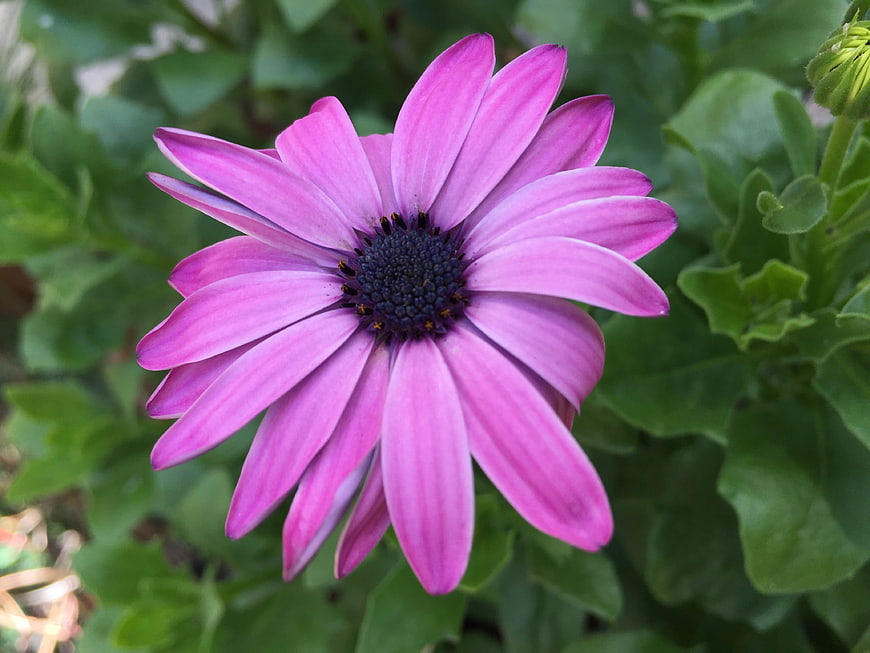 Close-up of vibrant pink African daisy flower in garden