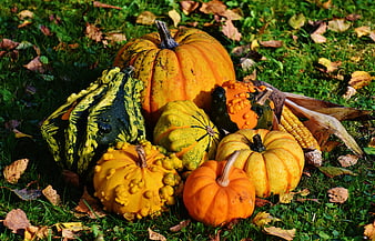 Autumn Harvest Pumpkins and Gourds on Grass