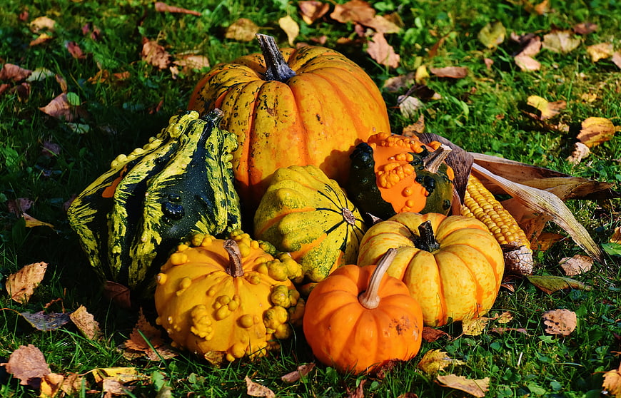 Autumn Harvest Pumpkins and Gourds on Grass