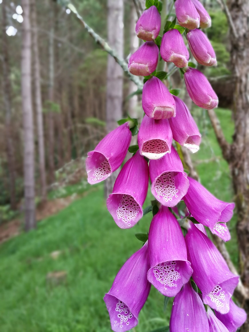 Close-up of purple foxglove flowers in a forest