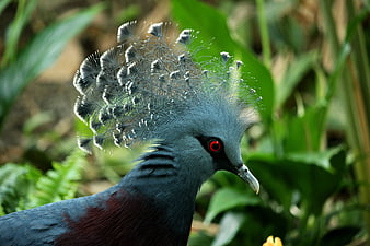 Close-up of a Victoria Crowned Pigeon with intricate crest