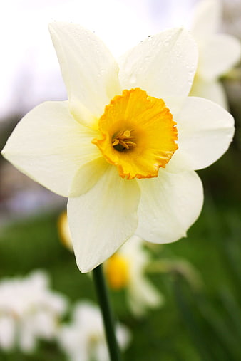Close-up of white daffodil with yellow center and water droplets