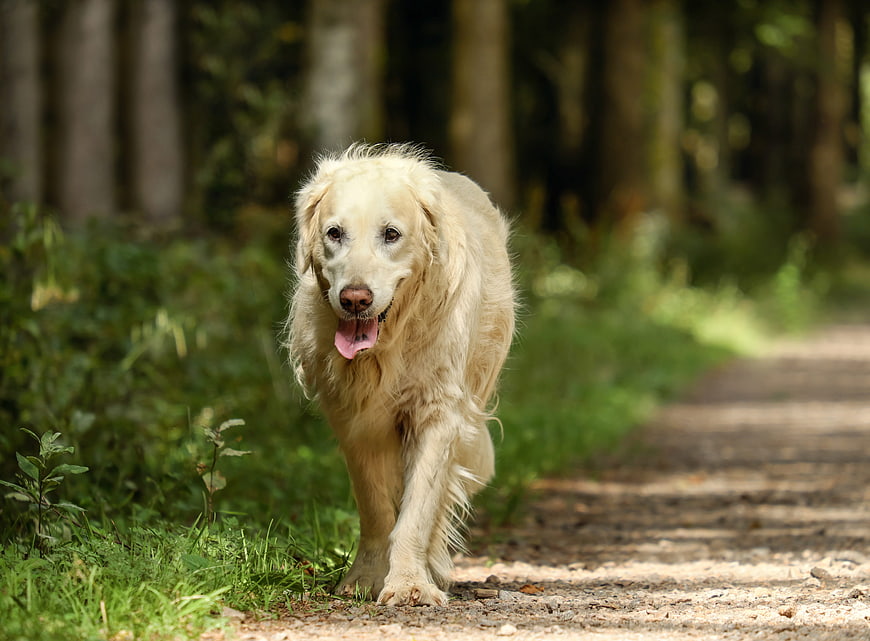 Golden Retriever Running on Forest Path