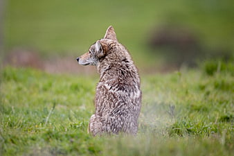 Coyote Sitting in Green Grass Field