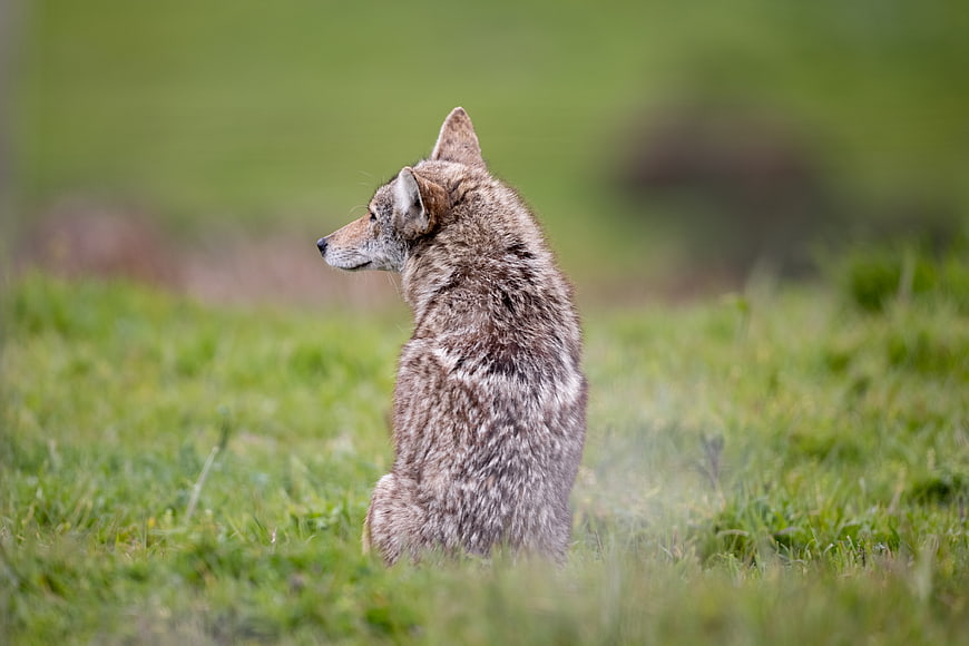 Coyote Sitting in Green Grass Field