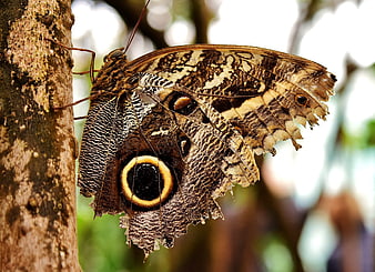 Close-up of Owl Butterfly on Tree Bark