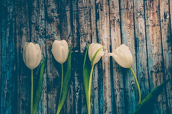 White Tulips on Rustic Blue Wooden Background