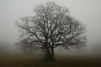 Bare Tree Silhouette In Dense Foggy Autumn Landscape