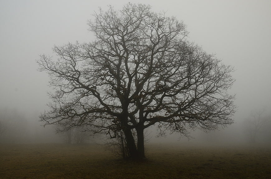 Bare Tree Silhouette In Dense Foggy Autumn Landscape