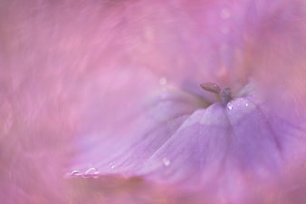 Abstract Macro of Purple Flower Petals with Water Droplets