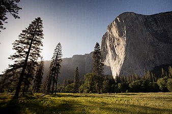 Majestic granite cliff and pine trees in a sunlit meadow