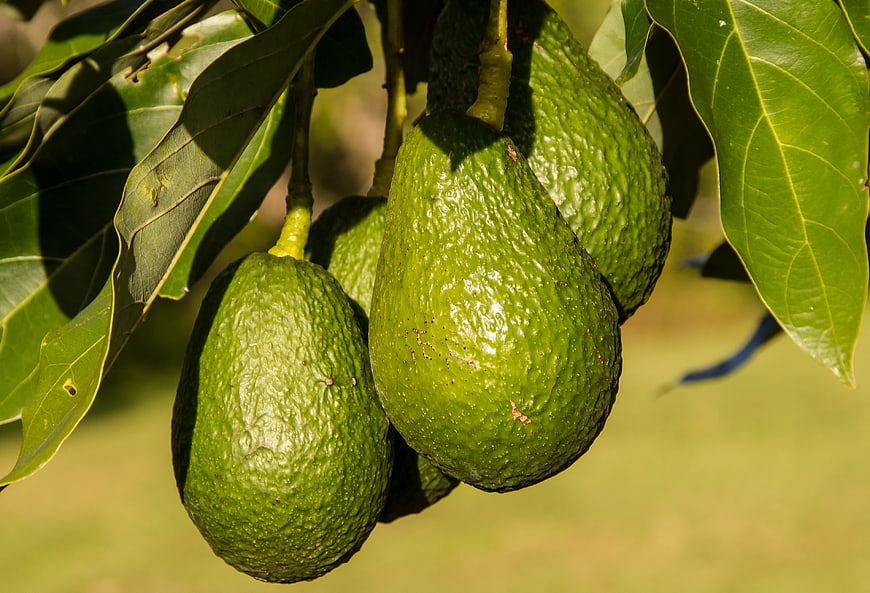 Fresh Green Hass Avocados Hanging From Tree Branch With Lush Leaves