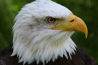 Close-up portrait of a majestic bald eagle head