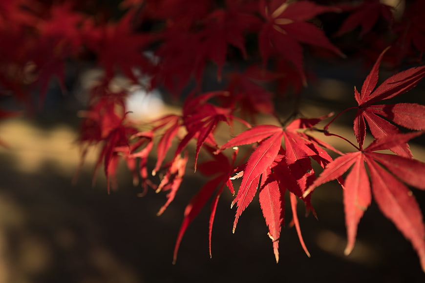 Vibrant Red Japanese Maple Leaves in Autumn Sunlight