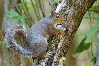 Gray squirrel eating nut on tree branch in forest