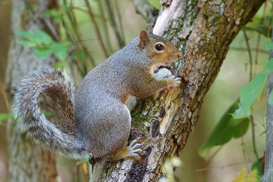 Gray squirrel eating nut on tree branch in forest