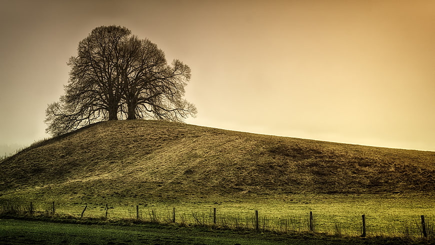 Solitary bare tree on a grassy hill against a sepia sky