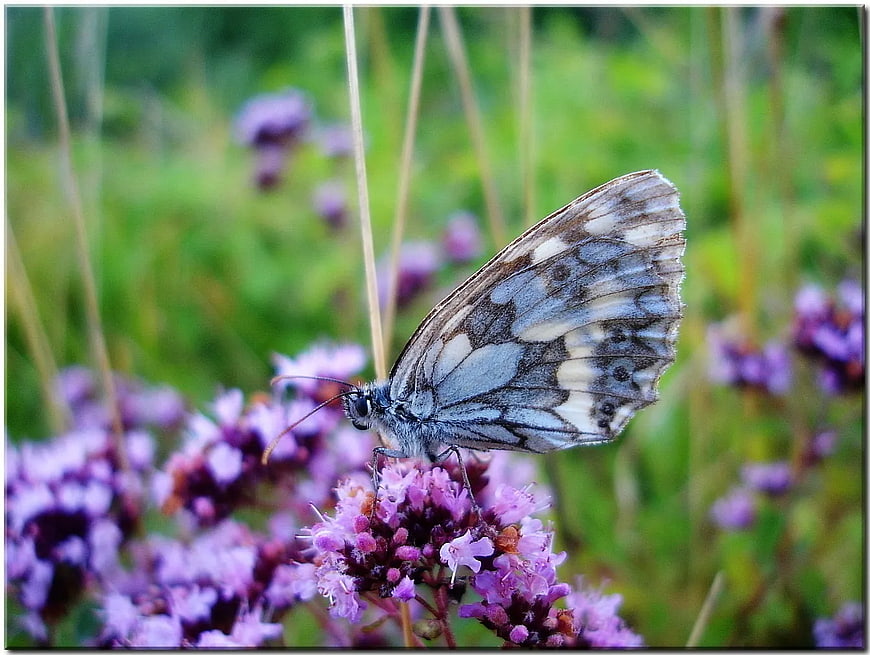 Grey and Blue Butterfly on Purple Wildflower