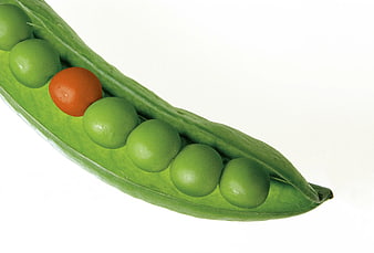 Green Pea Pod with One Orange Pea on White Background