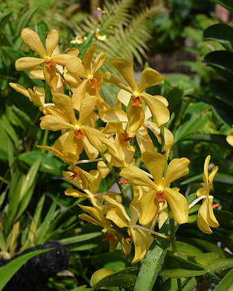Vibrant yellow orchid flowers with water droplets in garden