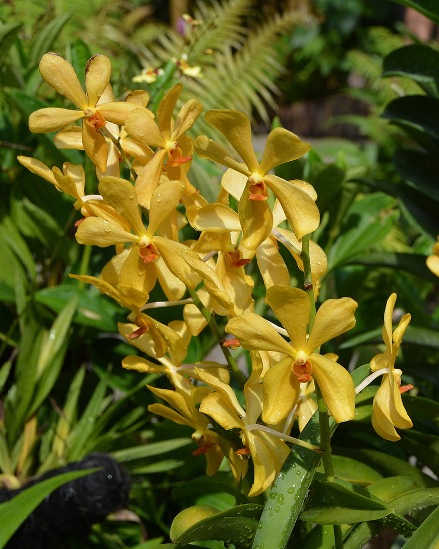Vibrant yellow orchid flowers with water droplets in garden