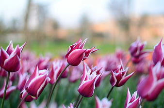 Vibrant Pink and White Tulips in a Spring Garden