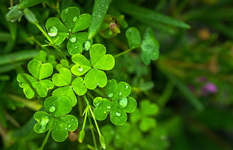 Fresh green clover leaves with morning dew drops