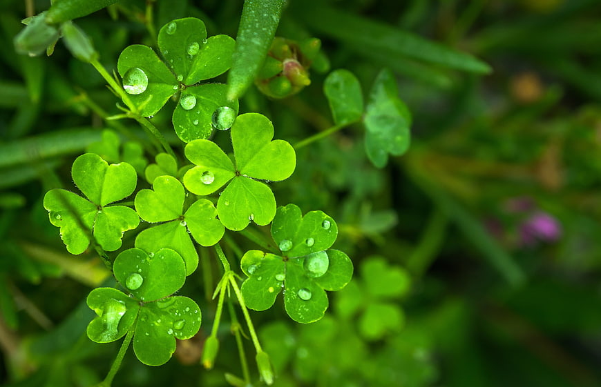 Fresh green clover leaves with morning dew drops