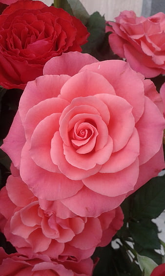 Close-up of vibrant pink and red roses in full bloom