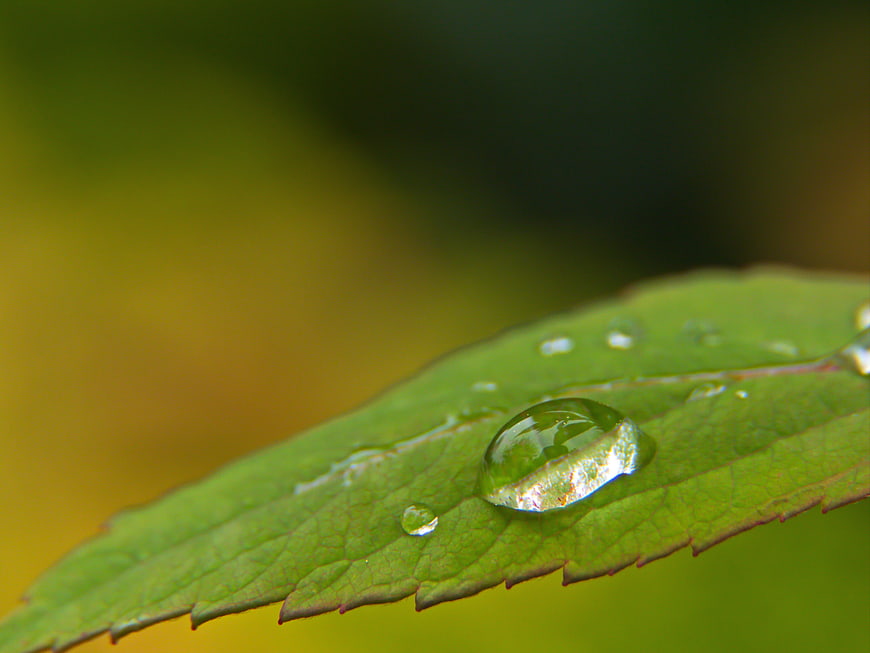 Macro water droplet on green leaf edge