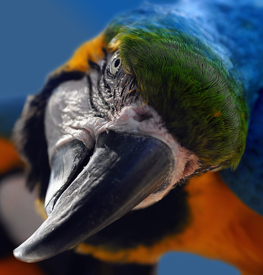 Close-up portrait of a blue and yellow macaw parrot