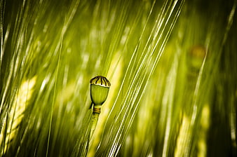 Green poppy seed pod in a field of wheat