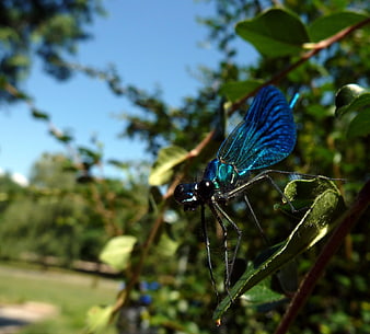 Close-up of a vibrant blue dragonfly on a green leaf